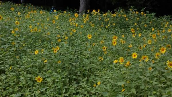 Sunflower Bee Garden