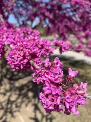 Western Red Buds in full bloom as of March 31,2021