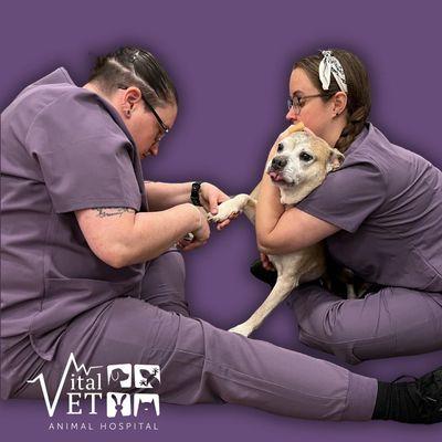 Vital Vet Animal Hospital