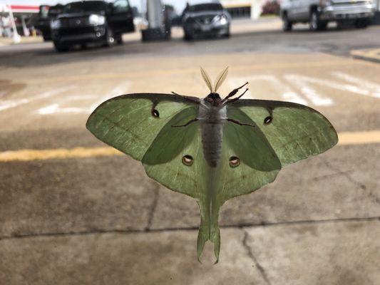 7/18/18. Wednesday morning. My kids noticed this unusual HUGE moth outside on the window here. Looking at the moth from inside the store.