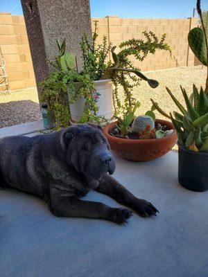 Yen on her patio enjoying senior life