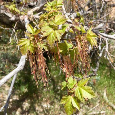 Boxelder were pretty common here near the stream; this one was in bloom