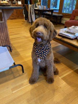 Full groom - 7 month old goldendoodle