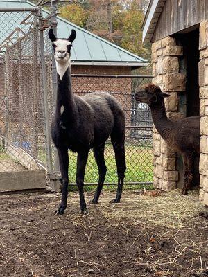 Being watched at Forsyth Zoo