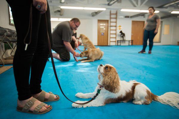 We have a comprehensive program spanning from Puppy classes to advanced Obedience & other specialty classes. There's something for everyone!