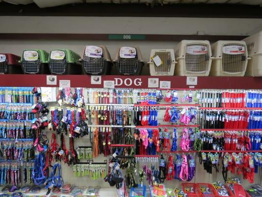 Dog Leashes, Collars, and Harnesses