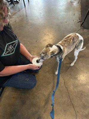 My dog got a pup cup!