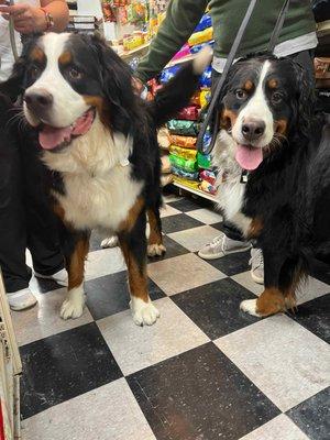 We had two Bernese Mountain dogs come In for teeth cleaning