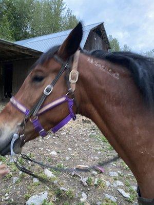 Barron the wild horse, 11 years young