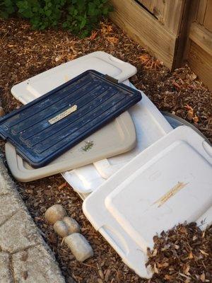 lids to my Tupperware containers just thrown in dirt outside side yard