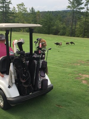 Turkey crossing #2 fairway