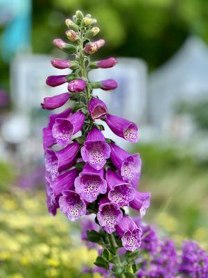 Purple flower--Phila. Flower Show