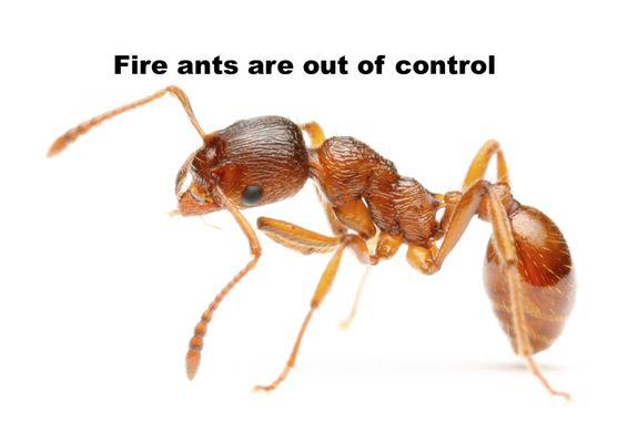 Don't suffer with a fire ant problem. Simply call Hunt Pest Service, we are here for you.