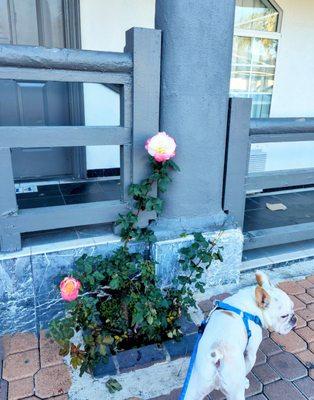 Cruizer conducted a very thorough investigation of the entire place. He did not pee on any of the roses.