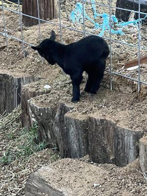 Forget about Baby Shark.... At the ranch it's Baby Goats