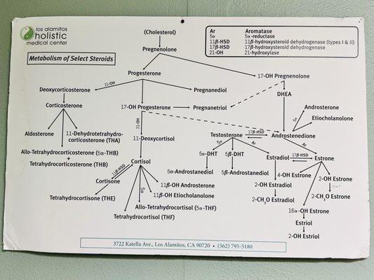 Metabolism of Select Steroids