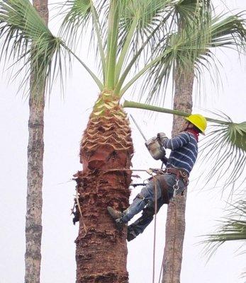 Palm tree trimming