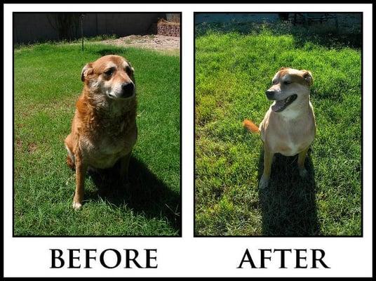 Chopper is much happier in the hot sun after being groomed @ Doggie In The Window.