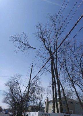 Dismantling a large poplar tree