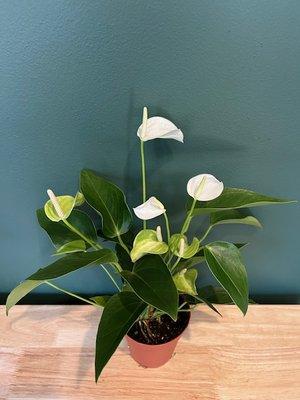 White anthurium