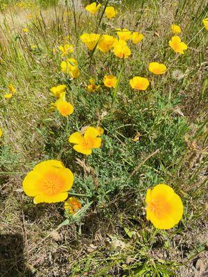 California poppies (fun fact, California poppies are actually a species of lily), lots of wildflowers!