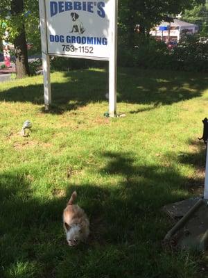 Groomers Sign & My Pebbles sniffing every smell Out There!