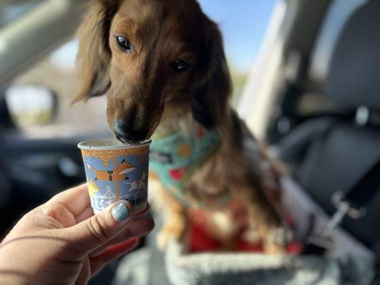 Talk about good day to come and try out the coffee. It's really good. It's strong smooth and the pup cup cups are so adorable.