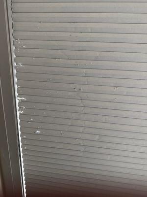 Scratched blinds from prior resident's cat