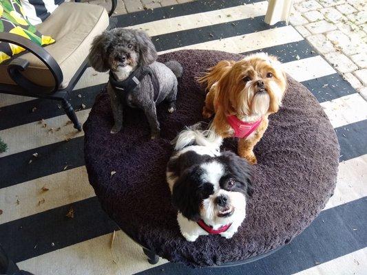 Maltipoo and two Malshis (Maltese Shih Tzu) looking adorable after a grooming.