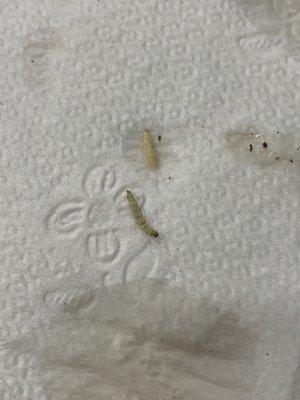 Cabbage/broccoli larva