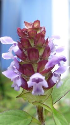 From our medicinal herb garden: Xia Ku Cao, Prunella Blossom, Self-Heal Flower