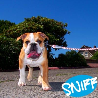 SNIFF Seattle Dog Walkers - Seattle, Bellevue, Redmond, Shoreline, Kirkland, Bothell, Mercer Island, West Seattle & more.