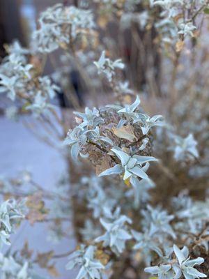 Desert bush. Looked like it had succulents!