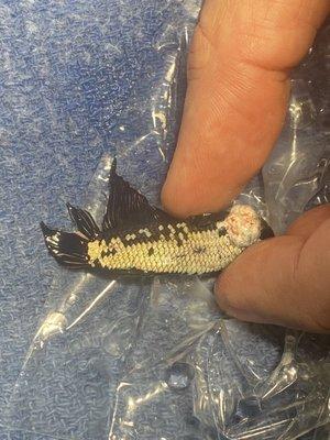 Gill abscess on a Beta fish.