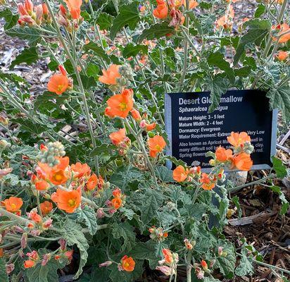 Desert Globe Mallow in the Western Native Garden.