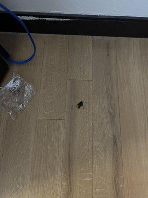 Large roach we smashed in our room.