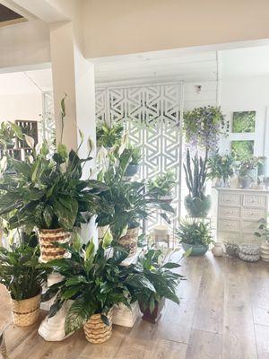 Store refresh! Interior plant display.