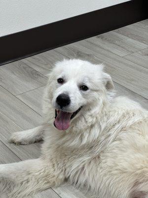 Fancy is the happiest looking dog at the vet