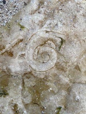 Fossils embedded in the limestone.