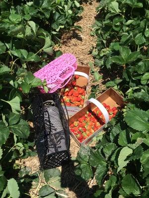 Our Strawberry haul! We love Watermans!