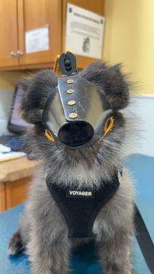 This mask muzzle was put on for the allergy shot, since he's a little mean.