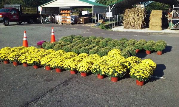 Mums have arrived at J&J