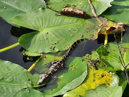 Baby gator floating on the lilies