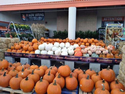 Nice pumpkin selection in Sept 2021