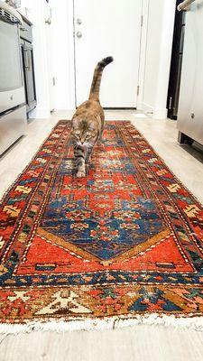 Got the old Persian rug cleaned here and my cats love it but.........