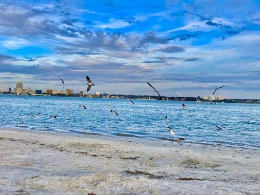 Sand Key Bayside Park