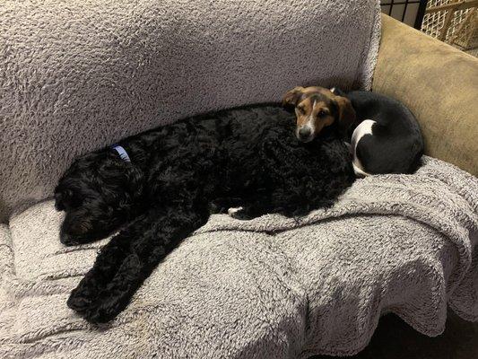 Buster getting in a little nap break during a long day of playing at Andy's!