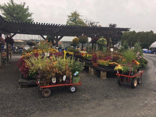 Beautiful assortment of plants and flowers