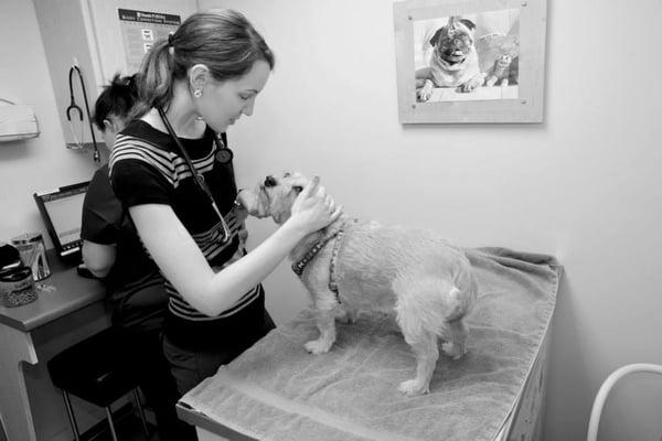 Dr. Stricker gives Ginger pets and kisses while performing her exam.