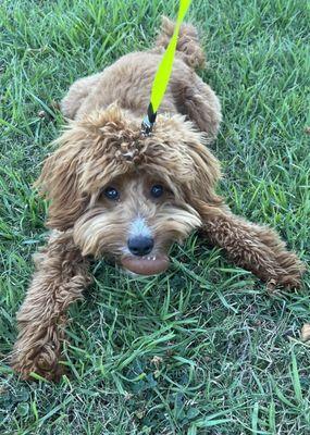 Our puppy, a mini-golden doodle